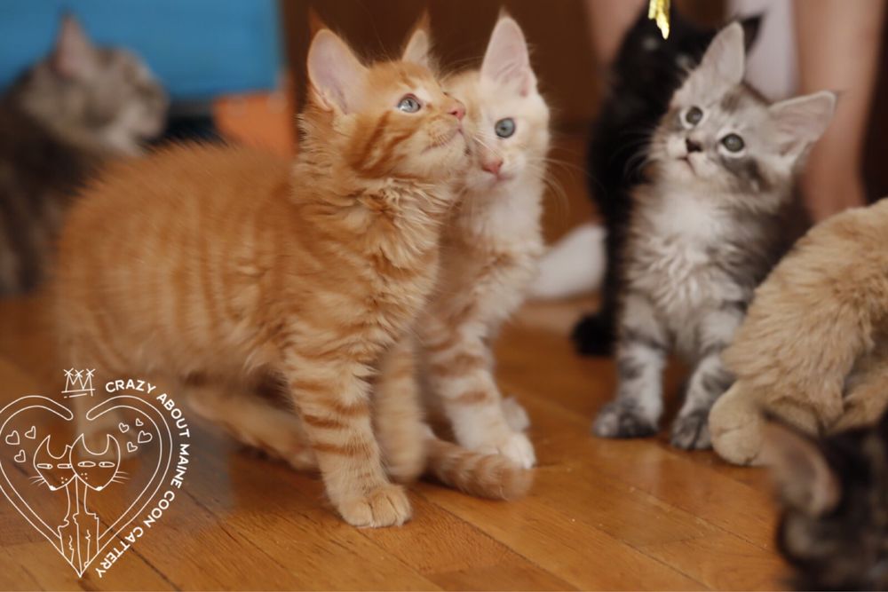 Мейн Куун (Maine Coon)