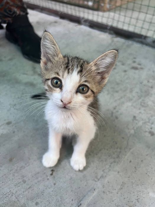 Бесплатно котята в добрые руки
