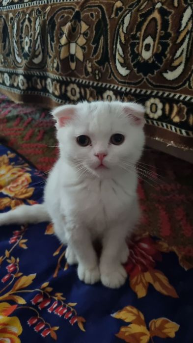Мушук боласи сотилади