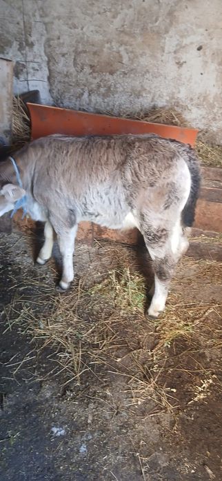 De vânzare doi tăurași