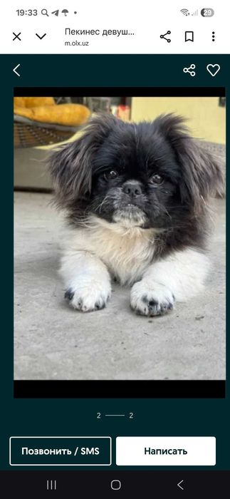 Продаётся собака пекинес девочка 6 месяцев
