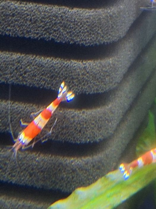 Кристални скариди