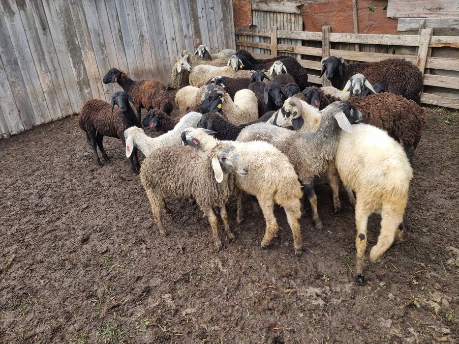 Cârlani de vânzare