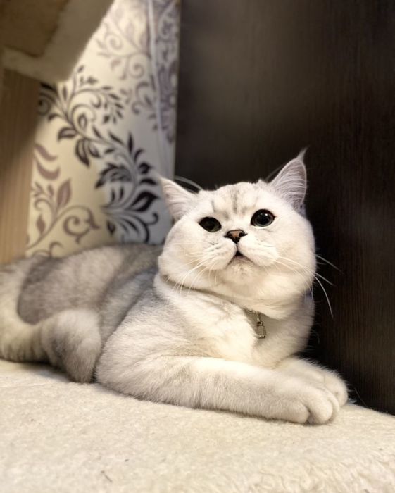 Брутальный британский кот, для вязки, ждет невест!