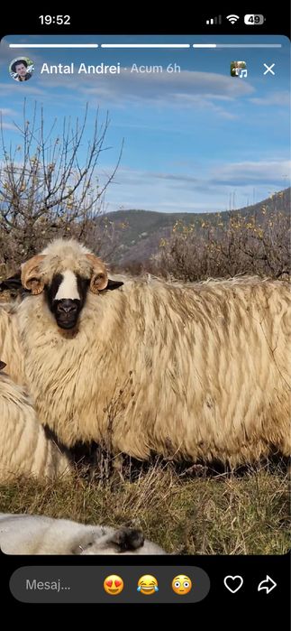 Berbecuti nosteni de vanzare Breaza de Hateg