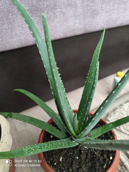 Продам Алоэ -вера 2тыс