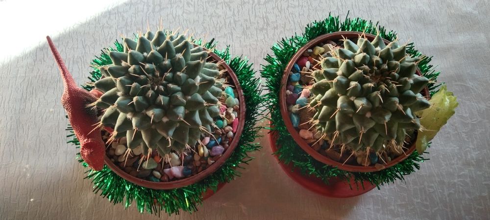 Кактусы новогодние подарки