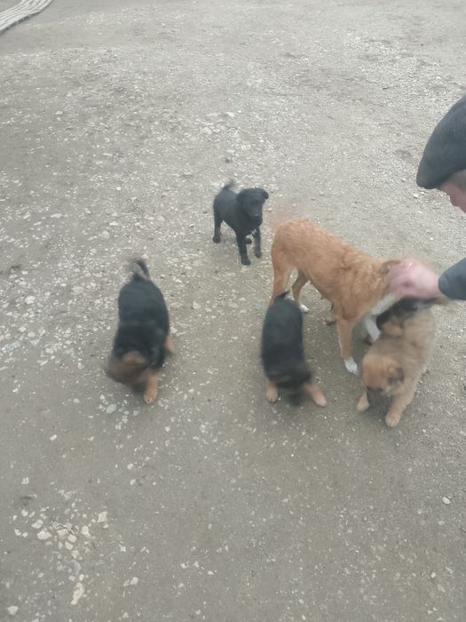 Отдам щенков в добрые руки. Можно вместе с мамой))