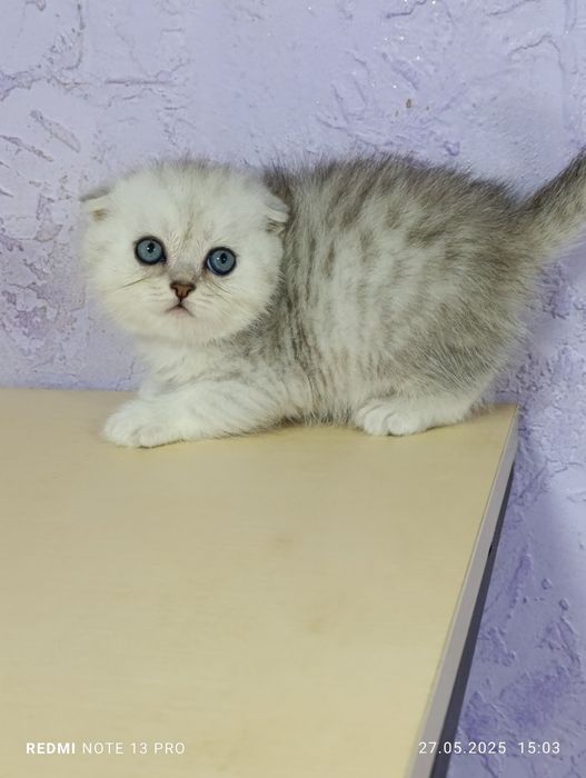 Scottish fold chinchila silver