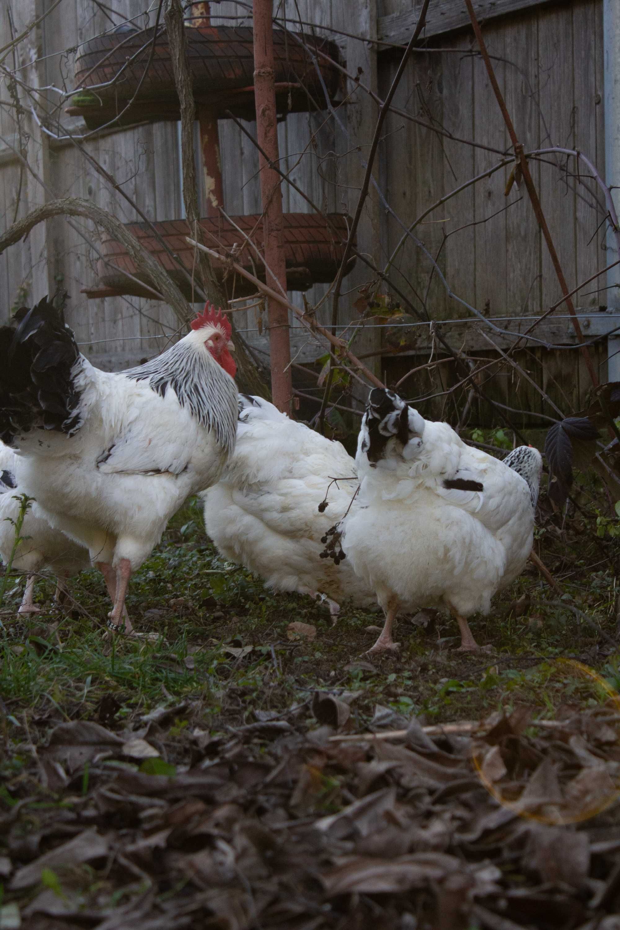 oua  incubat,pui australorp,sussex,plymouth