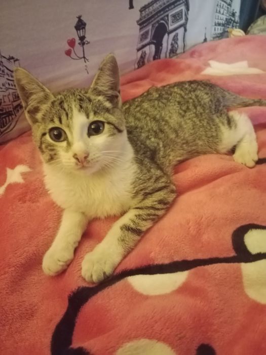 Отдам котенка девочку в хорошие руки