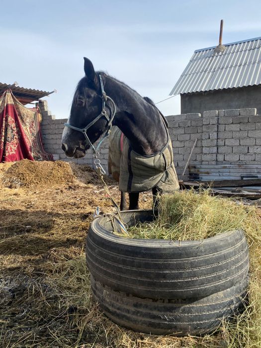 6 жасар айғыр сатылады