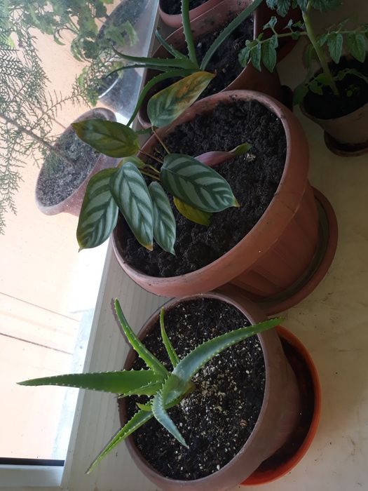 Комнатные растения