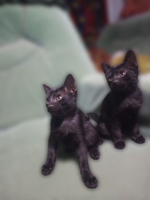 Scottish straight, Русская голубая,black cat,