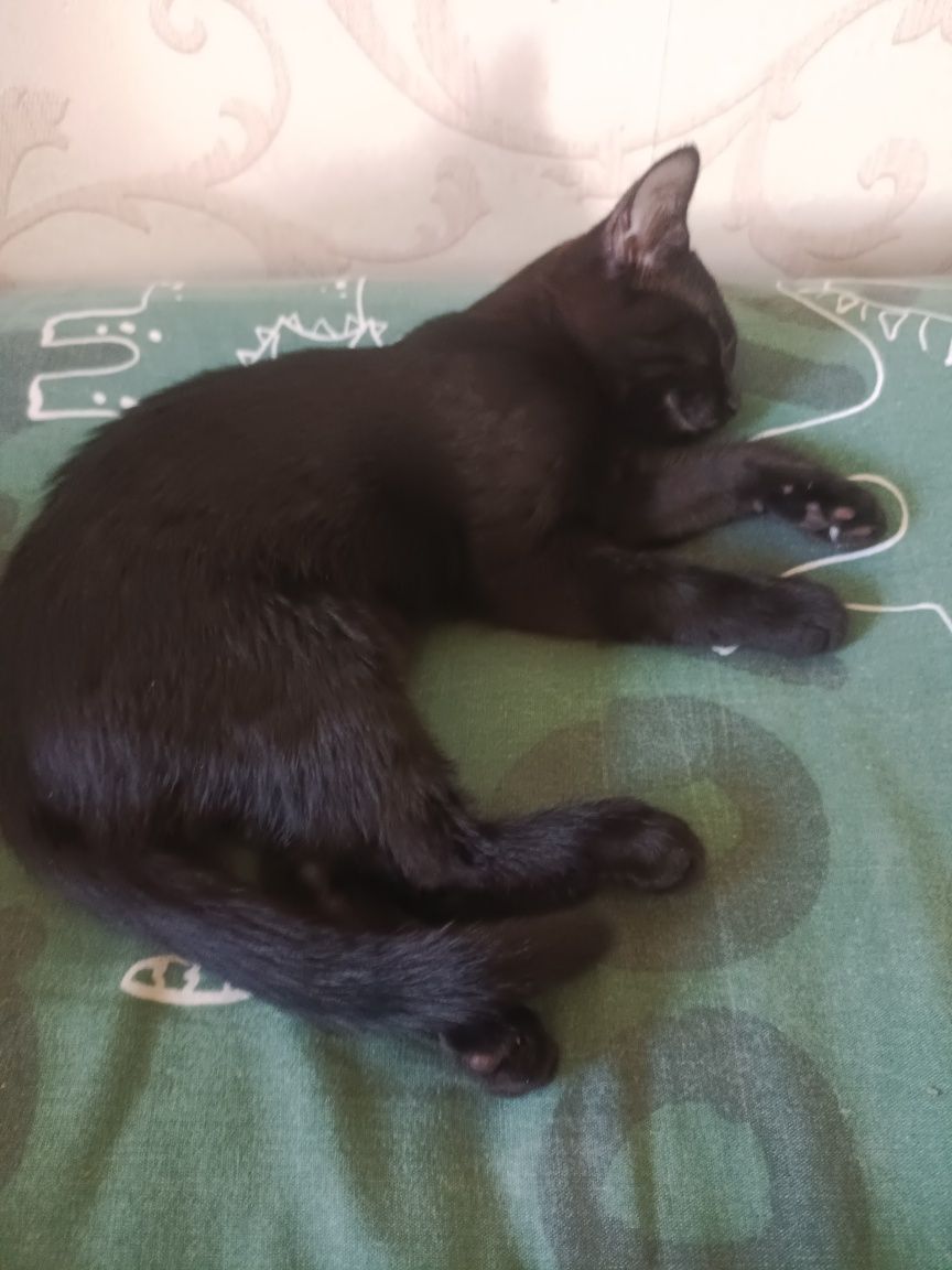 Отдам в добрые руки черную кошечку