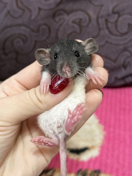 Крысята кудрявые дамбо (крысы,крыса)