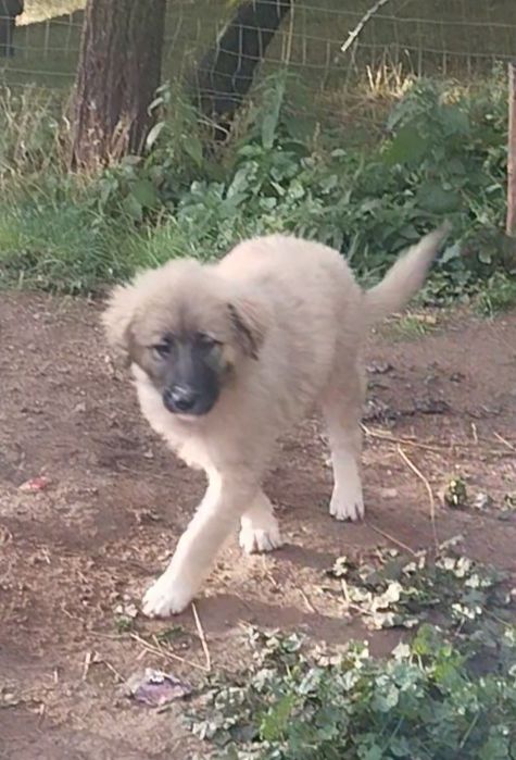 Femela de Ciobanesc romanesc carpatin cu pedigree tip A