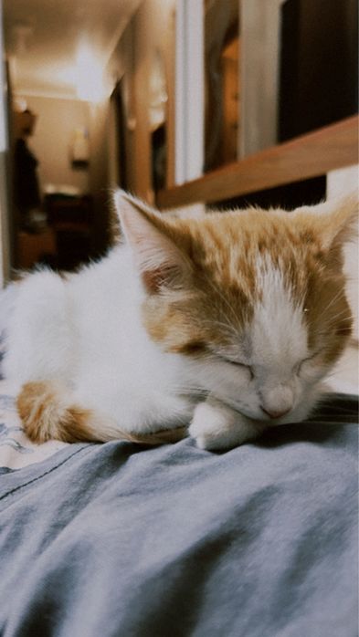 Шотландский котенок