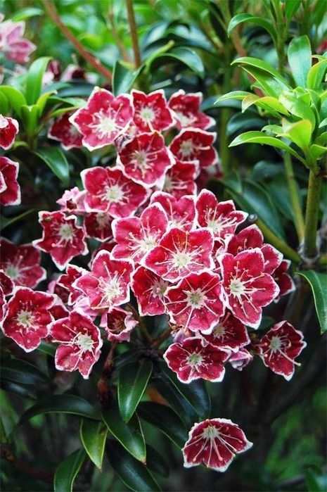 Pomi Ornamentali  weigela roz siclamen