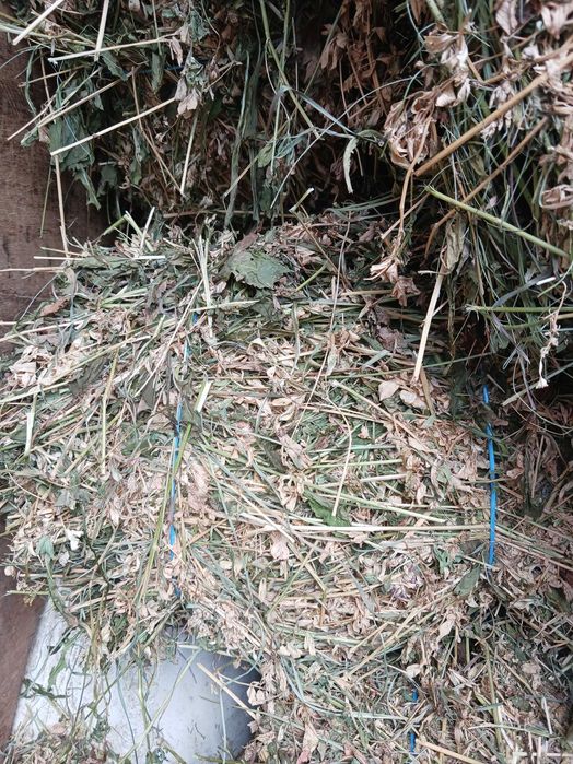 Baloti lucernă coasa 3