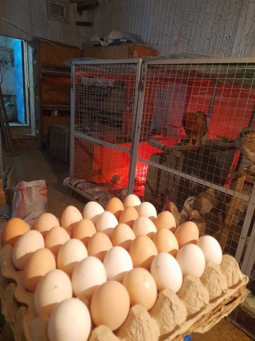 Яйца инкубационные