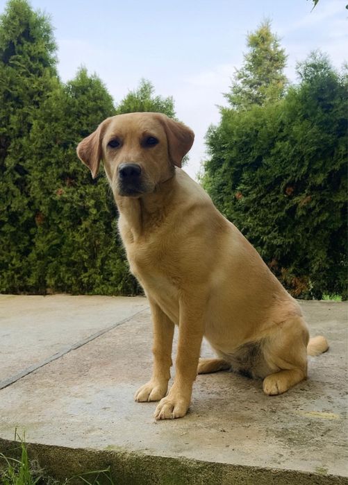 Donez caine labrador retriever.