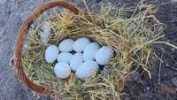 Oua gâscă americană