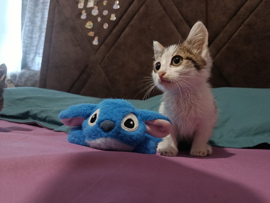 Ласковый котенок