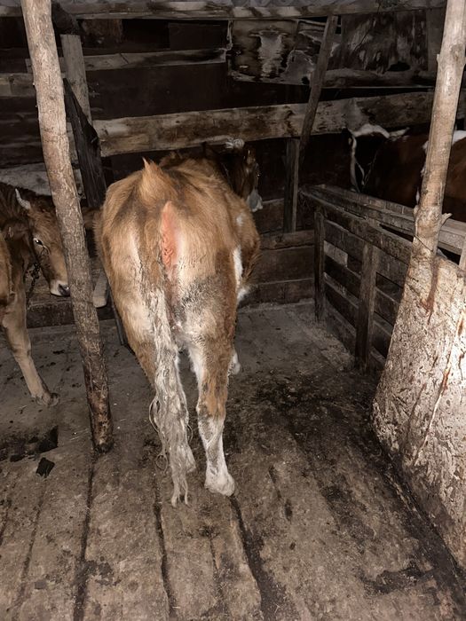 1,6 Жасар Тайынша Етке