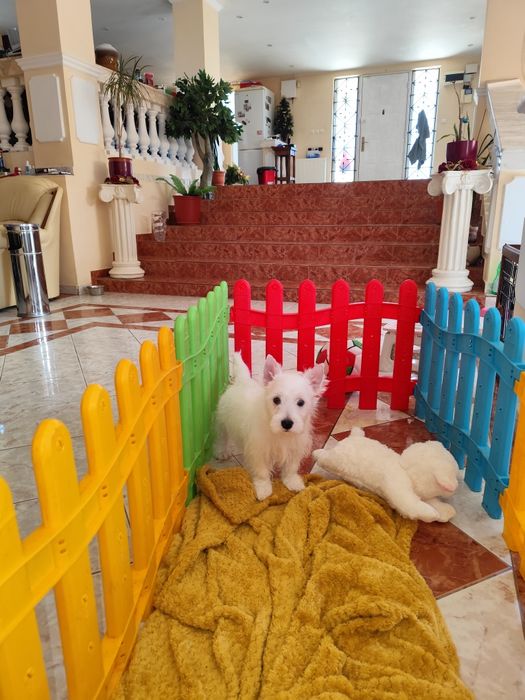 Westie  – pui alb, jucăuș și inteligent