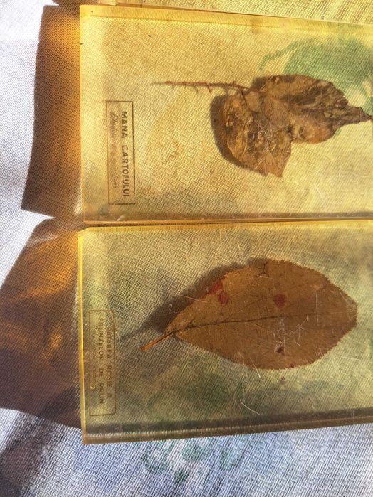 Set vechi preparate botanice didactice – frunze în rășină anii ‘70-‘80