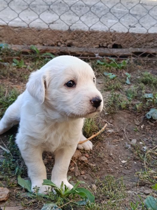 Pui de canine disponibili