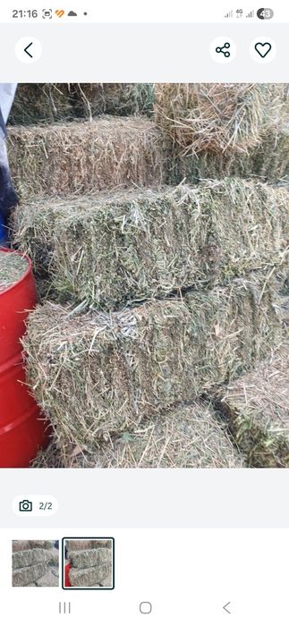 De vanzare baloti de lucerna