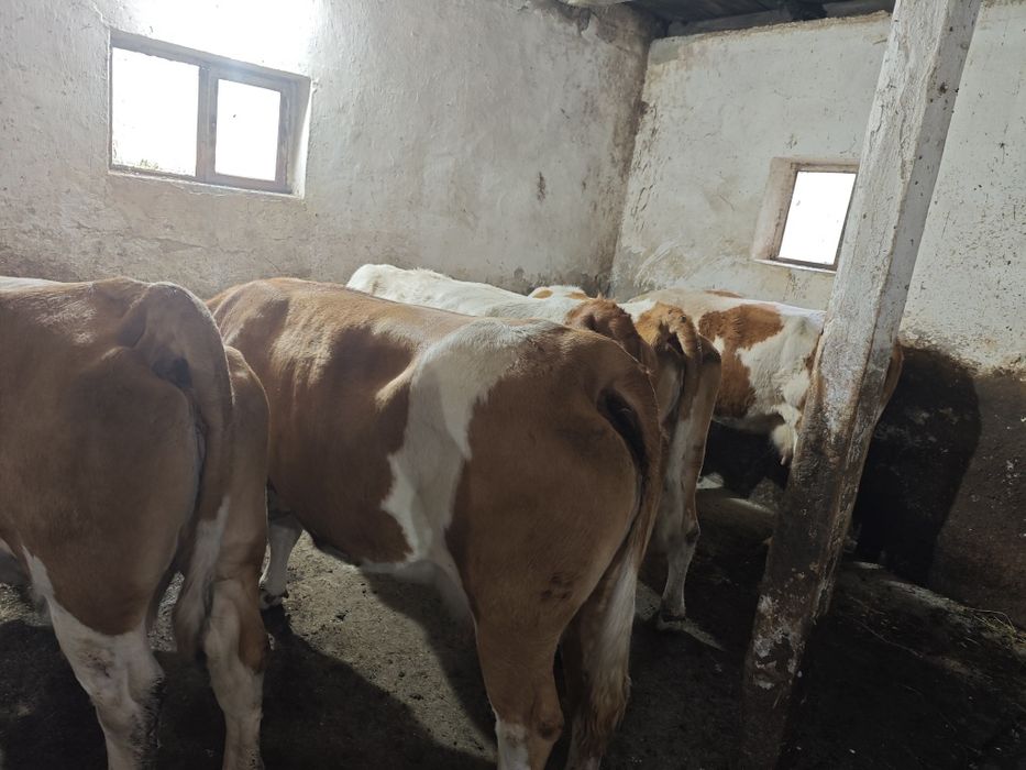 Ofer spre vanzare 42 buc vaci cu lapte