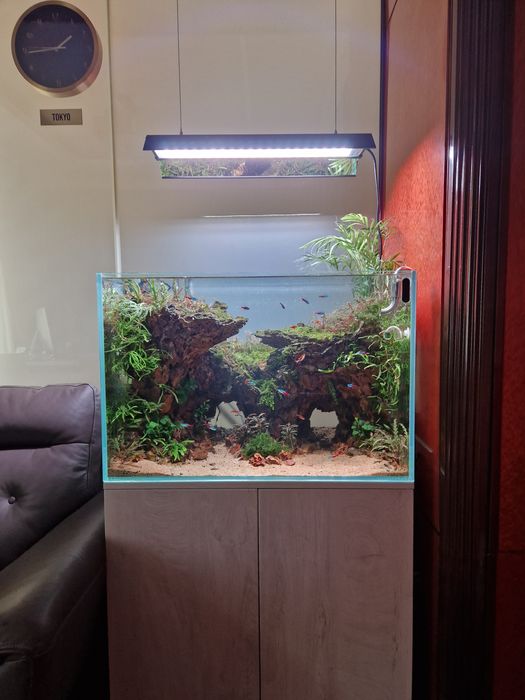 Acvarii Amenajare Intretinere Constructie