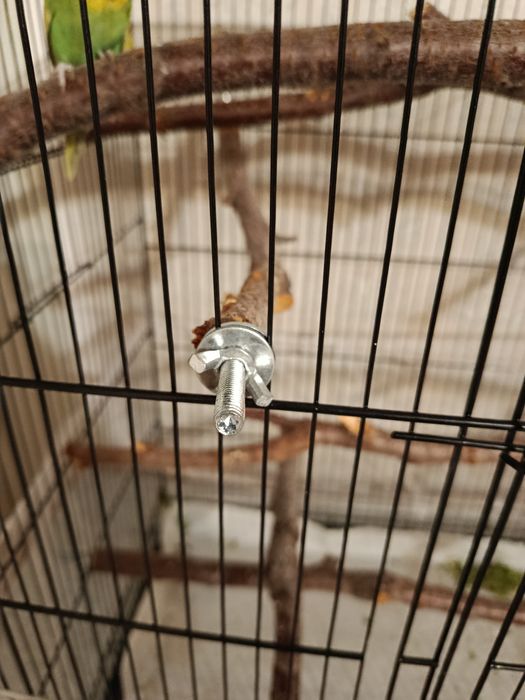 Попугаи с клеткой