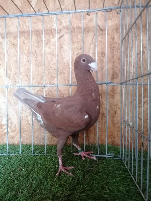 Voiajori germani de frumusețe