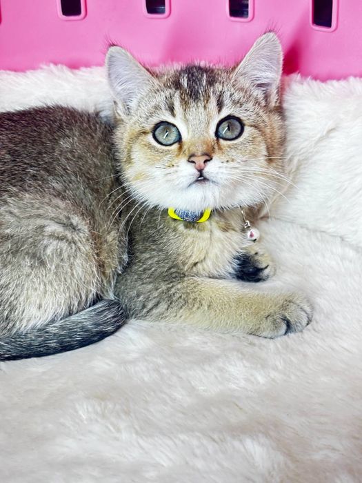 Tikiriviniy shenshilla ogil