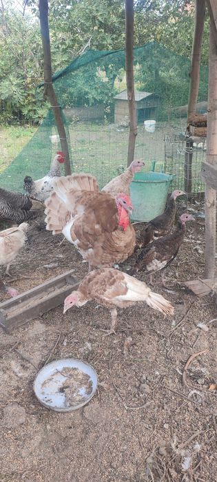 Двойка пуйки на 6 месеца