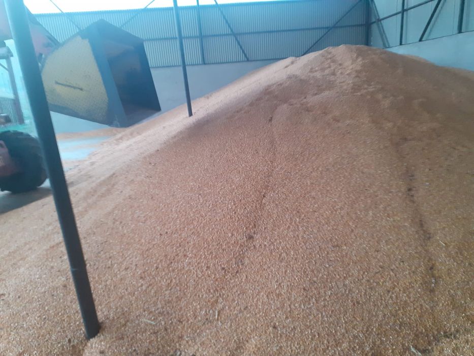 Vând porumb recoltă 2025