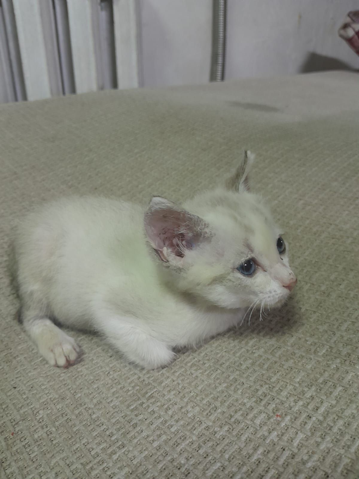 Котята ищут дом!