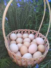 Домашнее яйцо куриное и перепелиное в наличии и на заказ