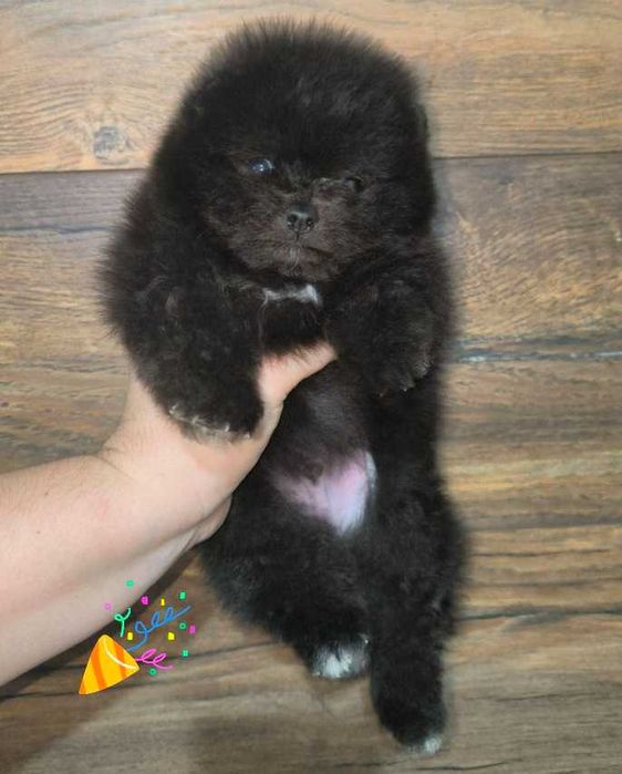 Померанский Шпиц