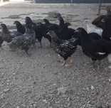 Vând pui Australorp