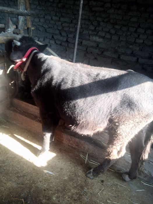 Buqa Novos Sotiladi Arzonga Bervoramiz