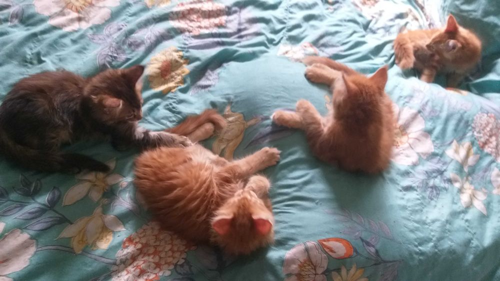 Котята мейн-куна.