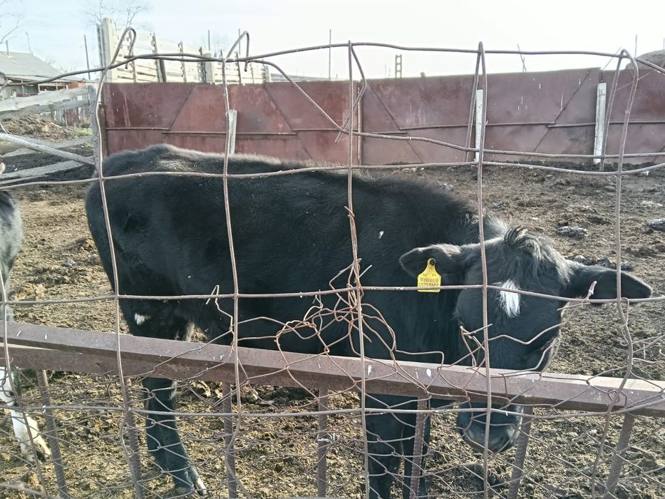 Продам телок полторашки