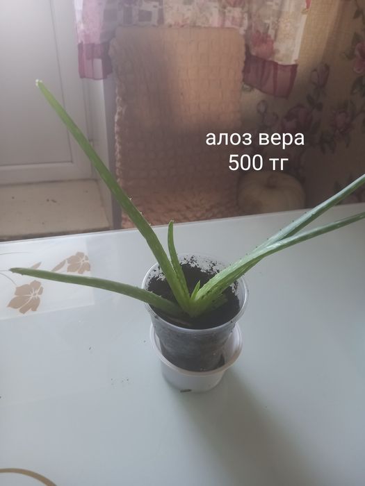 Распродажа цветочков