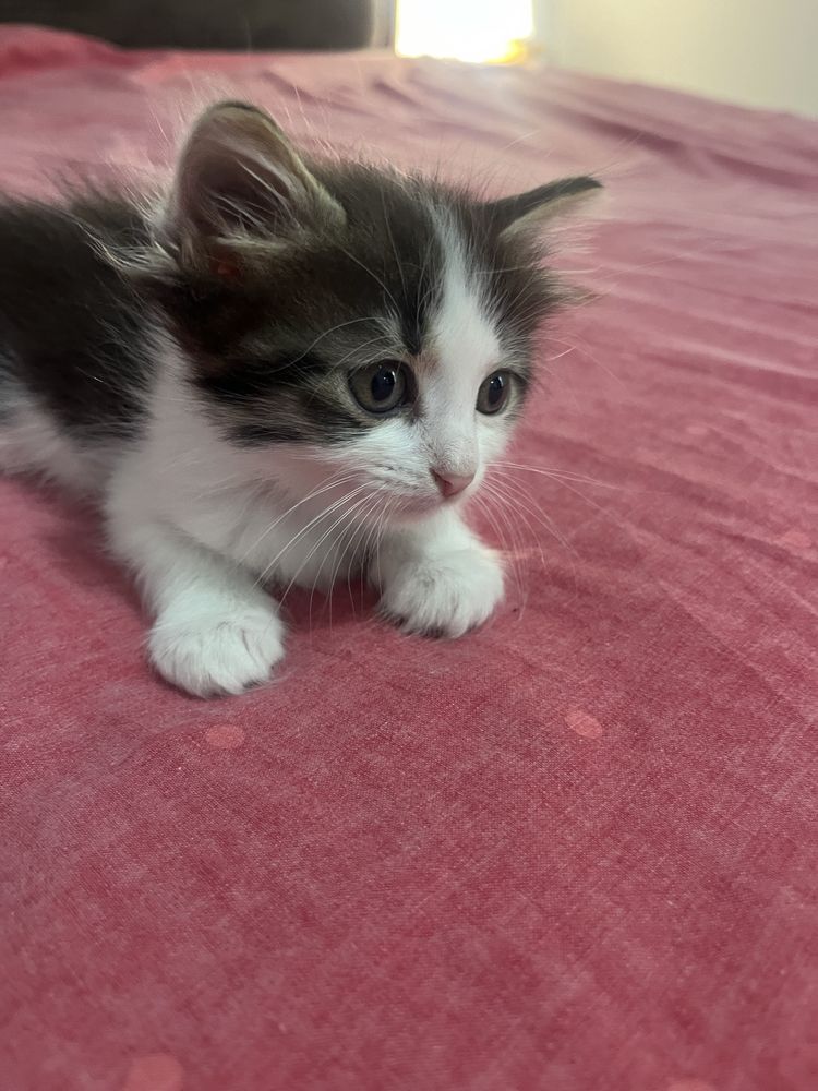 Подарявам котенце