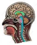 Meditatii - Biologie - Bac